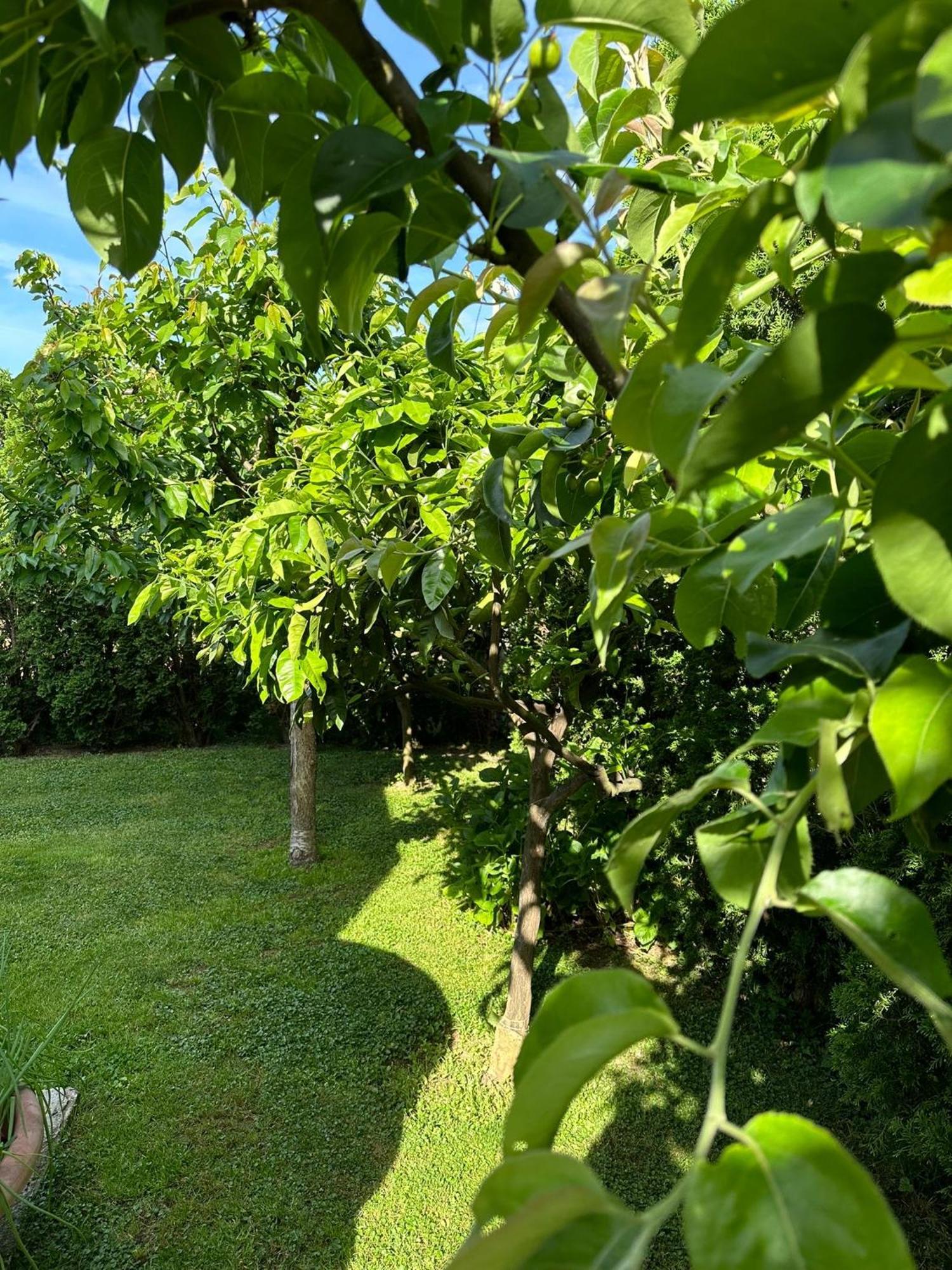 Green Oasis Котор Экстерьер фото