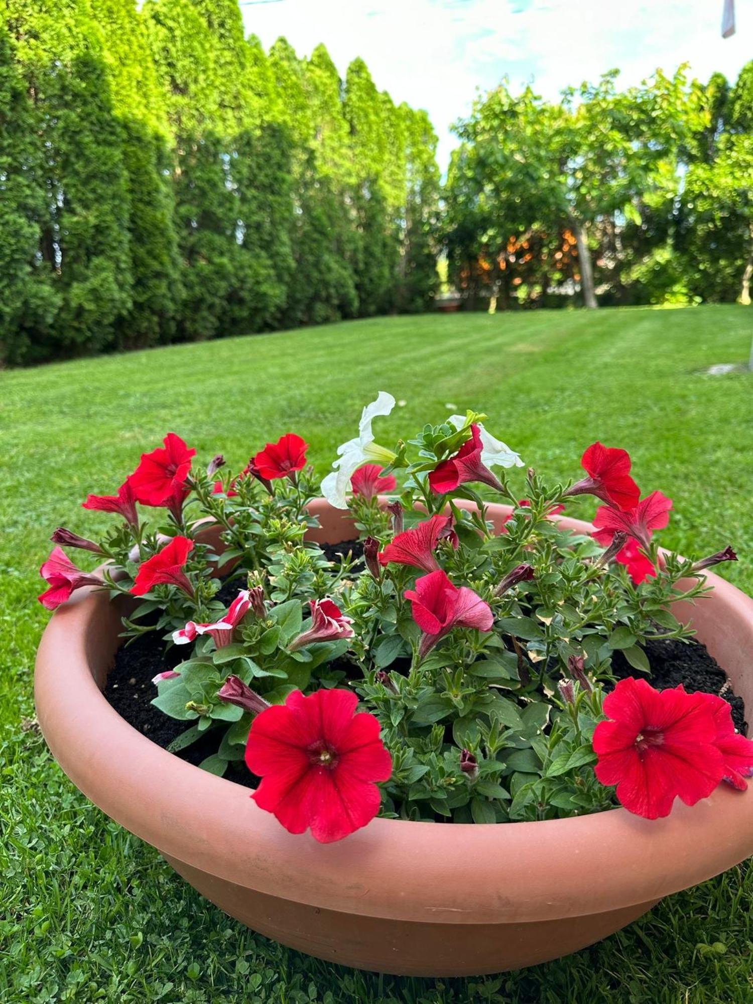 Green Oasis Котор Экстерьер фото